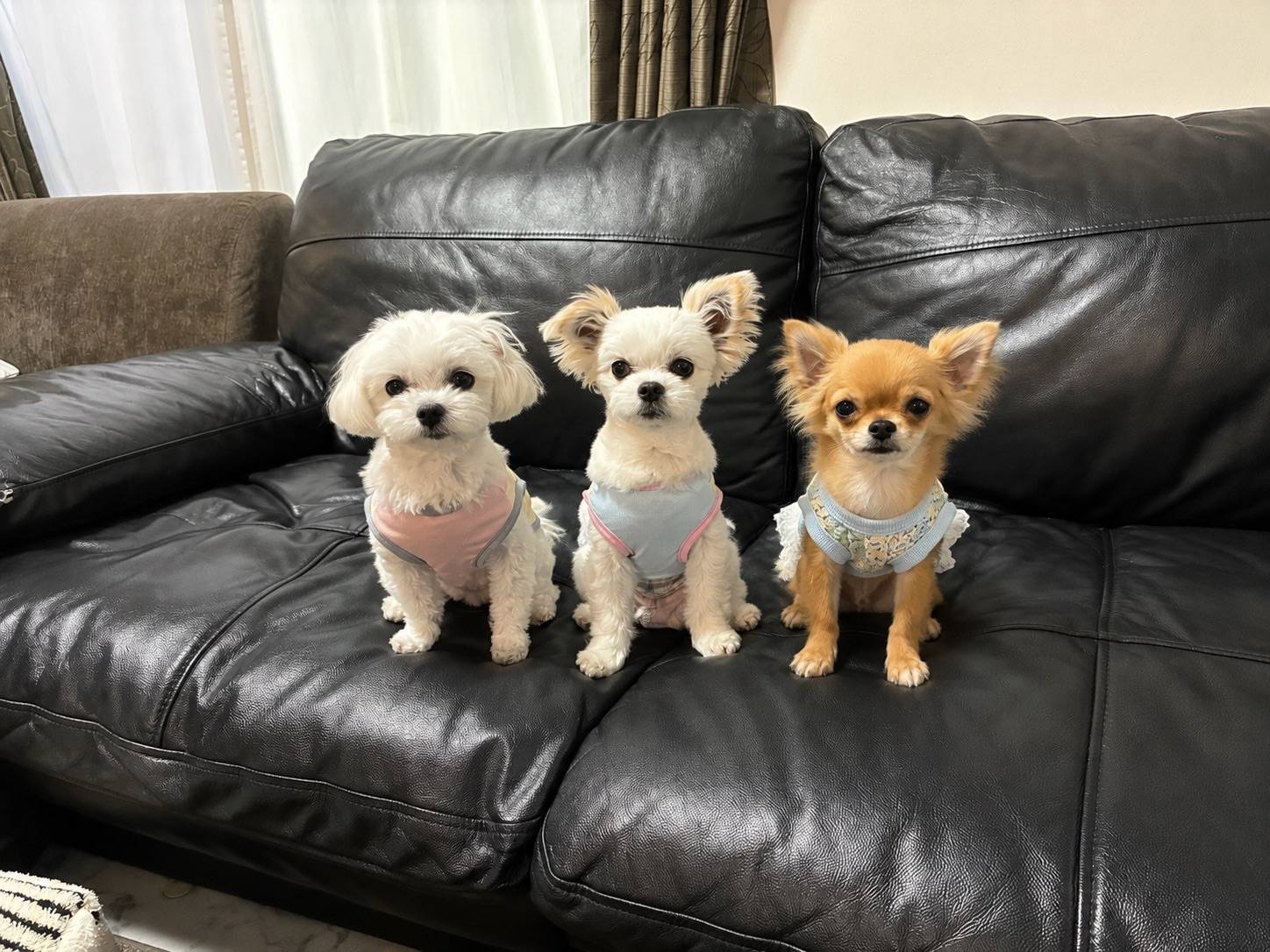 3匹の犬